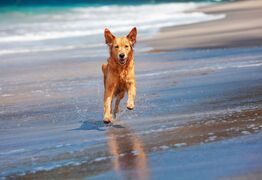 Register Your Dog, Save on Fees