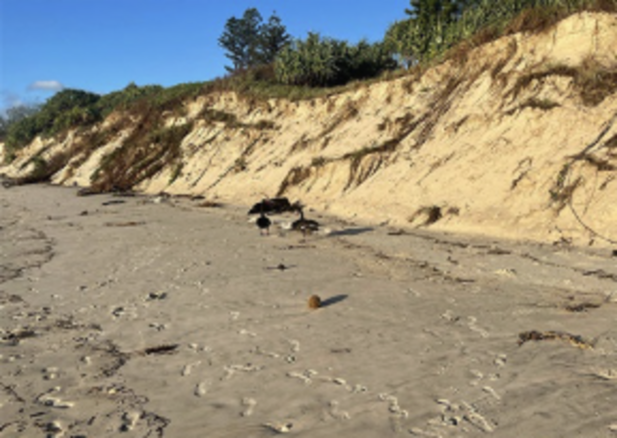 Steep dune escarpments are dangerous – please keep away says Byron Council