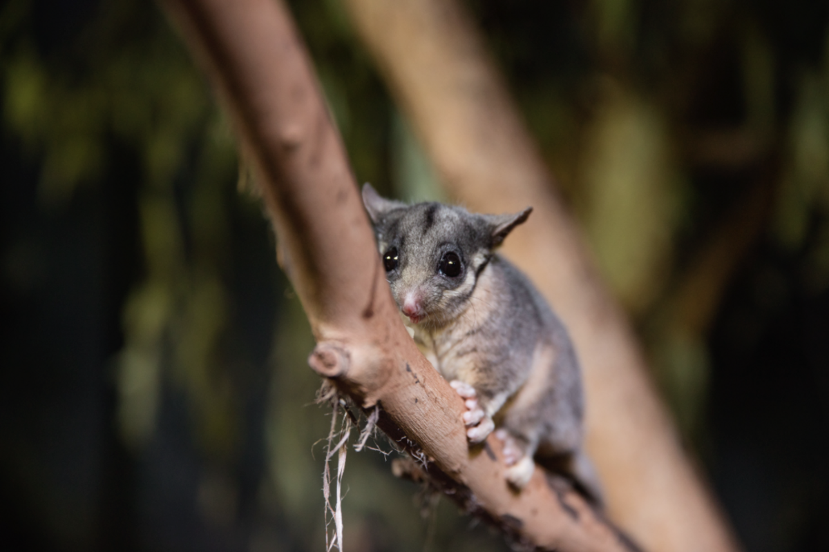 Hello Possum! Species thought extinct in NSW found in Kosciuszko National Park  