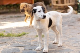 Residents reminded to keep dogs safe and secure