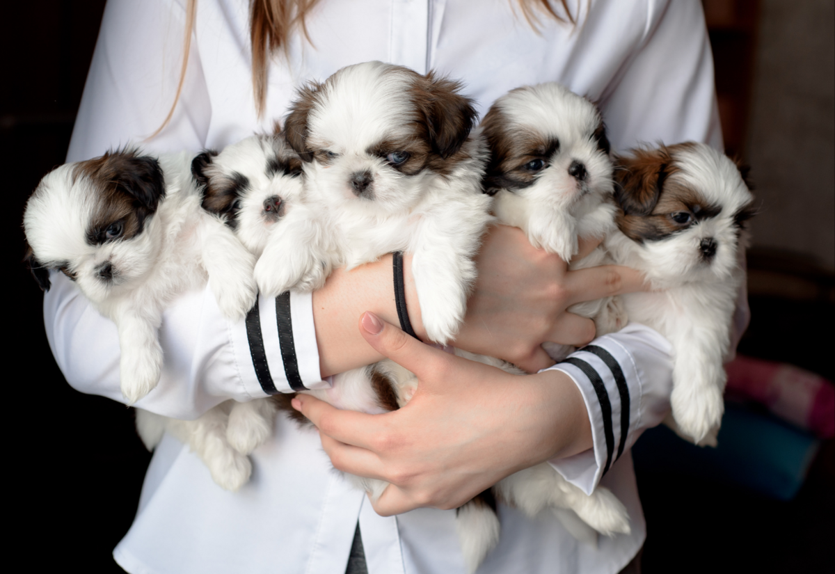 Stronger laws to stop puppy farms and improve animal welfare introduced