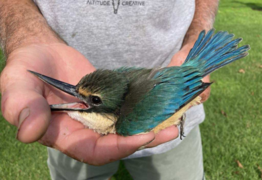 Native Nest NZ - Part One  A Love Story with Wings