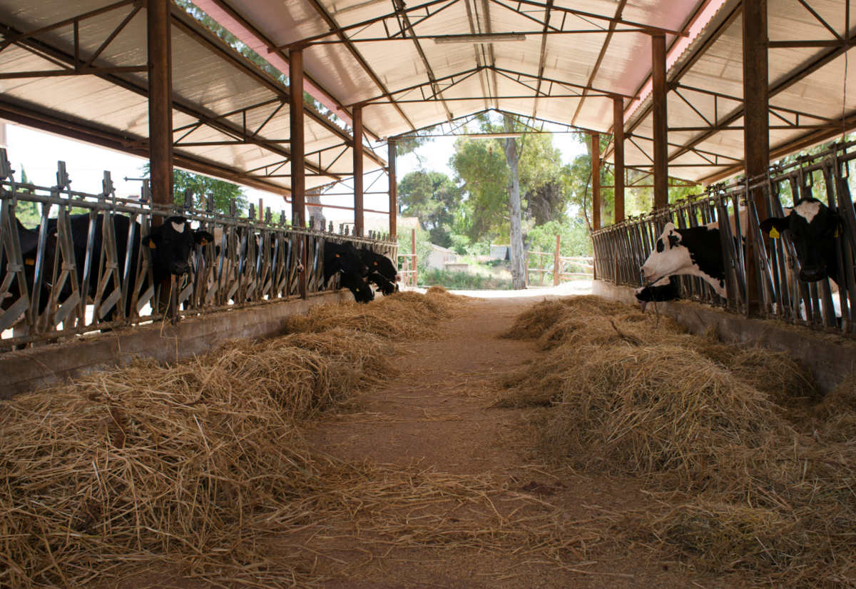Opening 2025/26 milk prices to fail family farmers