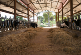 Opening 2025/26 milk prices to fail family farmers