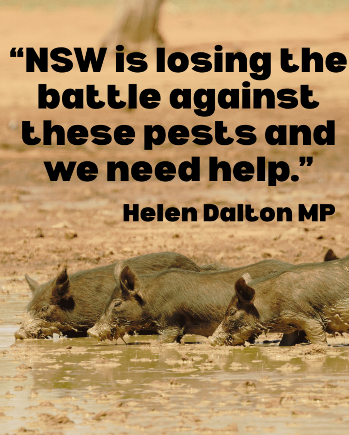 Feral bounty debate rages as hunting Bill introduced into NSW Parliament