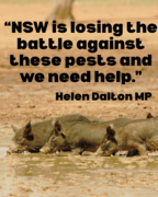Feral bounty debate rages as hunting Bill introduced into NSW Parliament