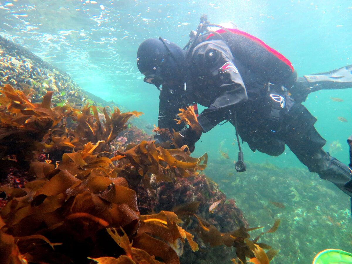 Pest seaweed running rife in Fiordland sounds