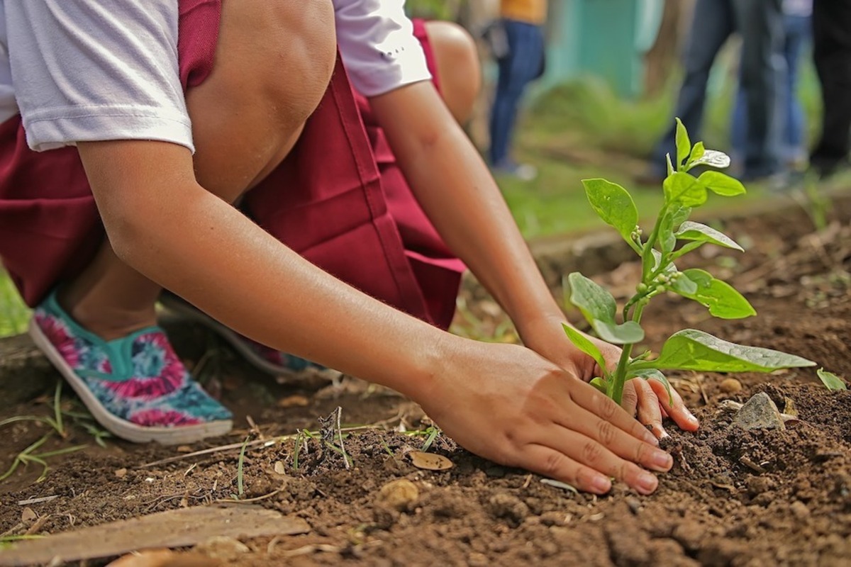 Community tree giveaway in Aldinga