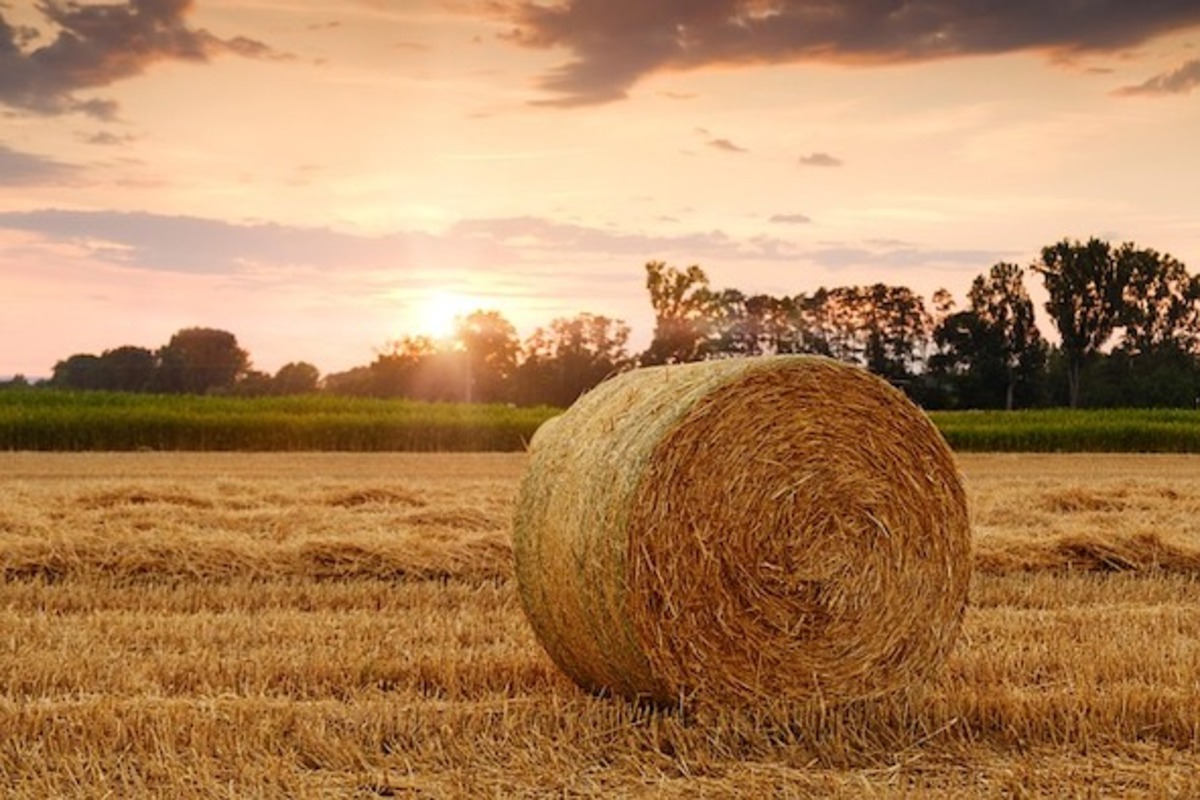 Fodder inspection fees waived for farmers 