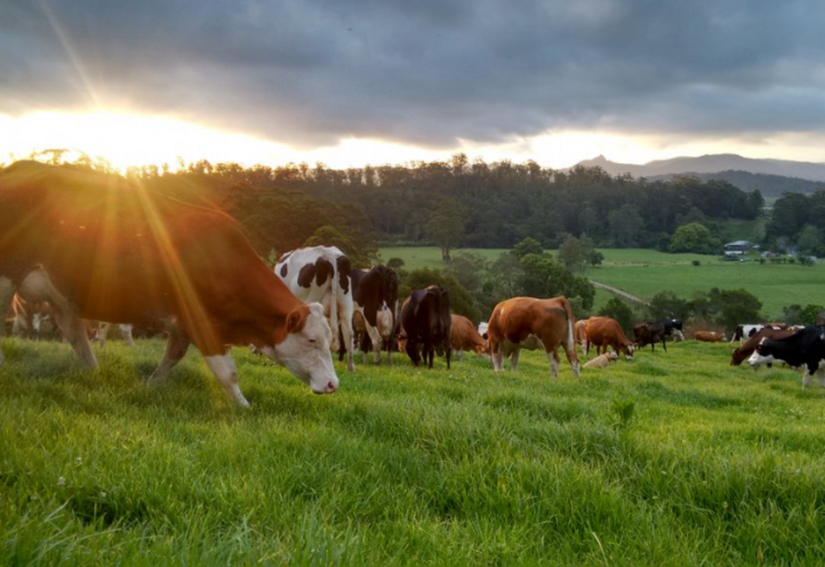 Farmer confidence hit by climate extremes