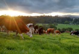 Farmer confidence hit by climate extremes