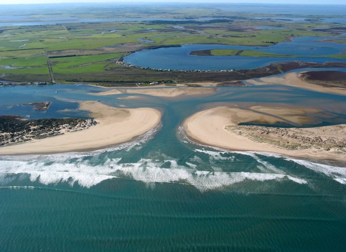 Algal bloom spreads to the Coorong