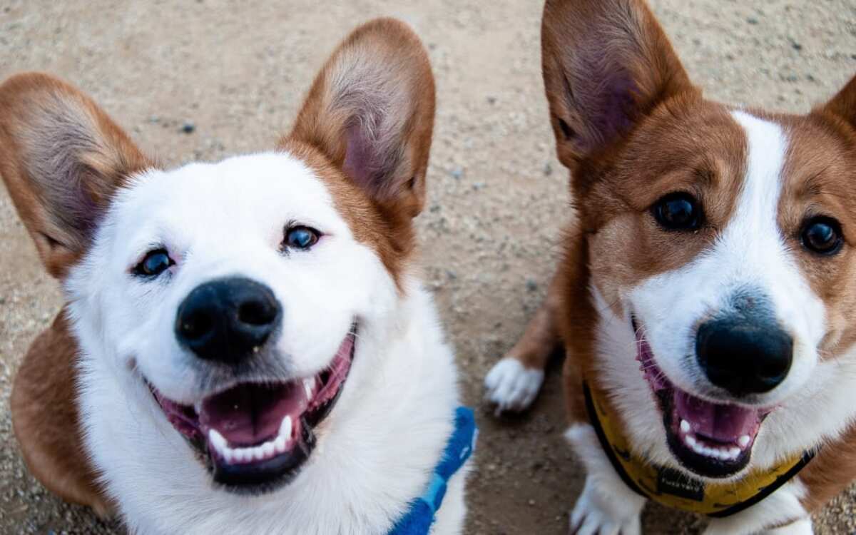 Common myths and curly questions about our fur friends answered