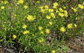 Toxic 'superweed' spreading across Northland sparks concern for pastoral farming sector