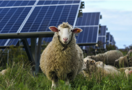 Questions still to be answered on Narromine solar farm