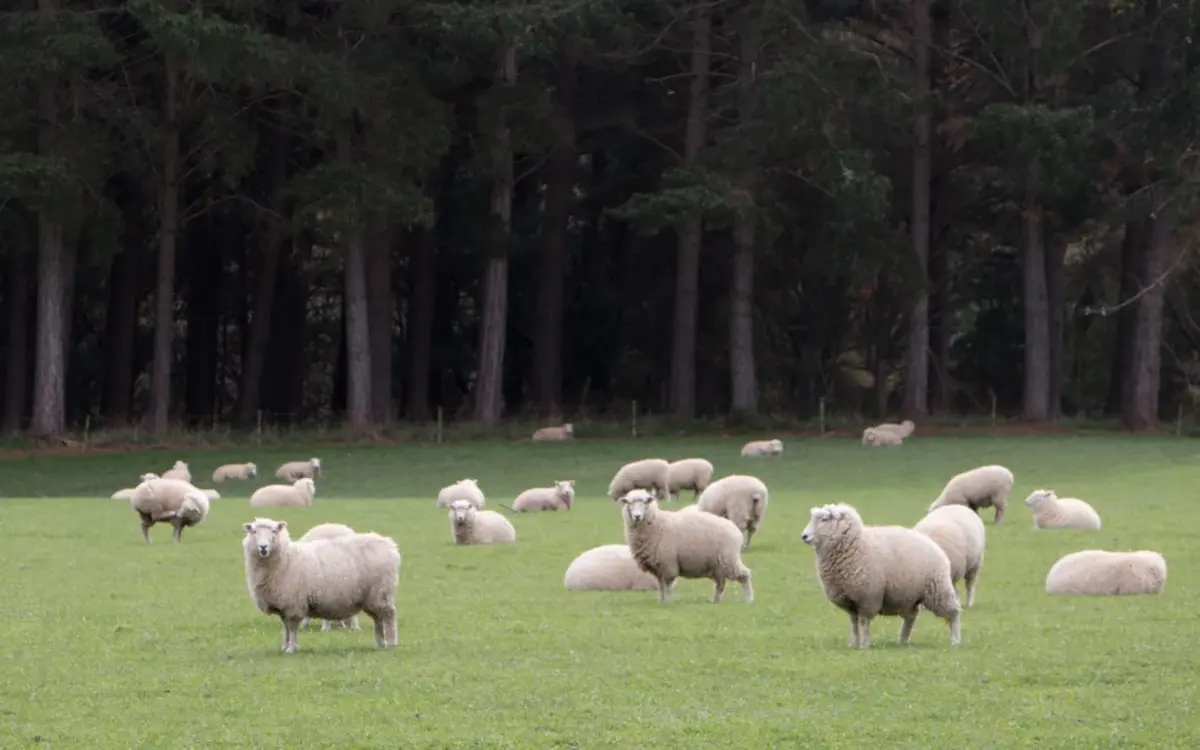 Farmers still rushing to convert land to forestry - report
