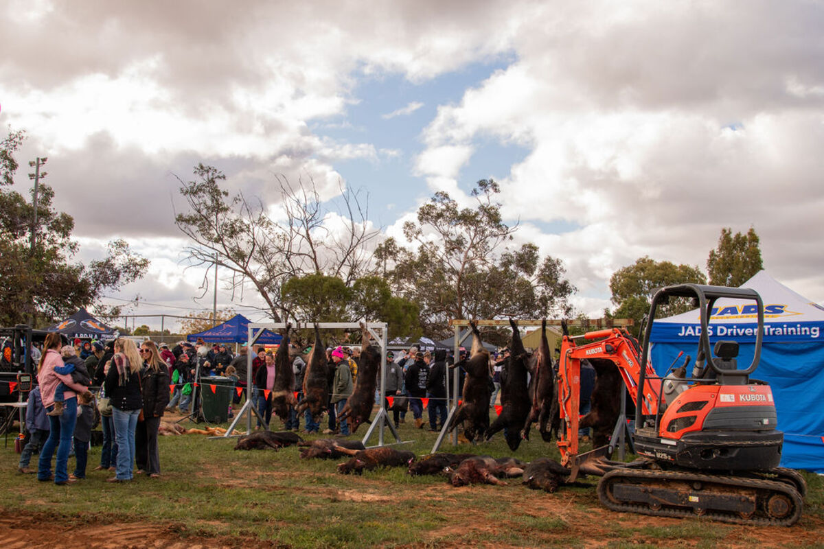 Ivanhoe Pig Comp clears up ferals