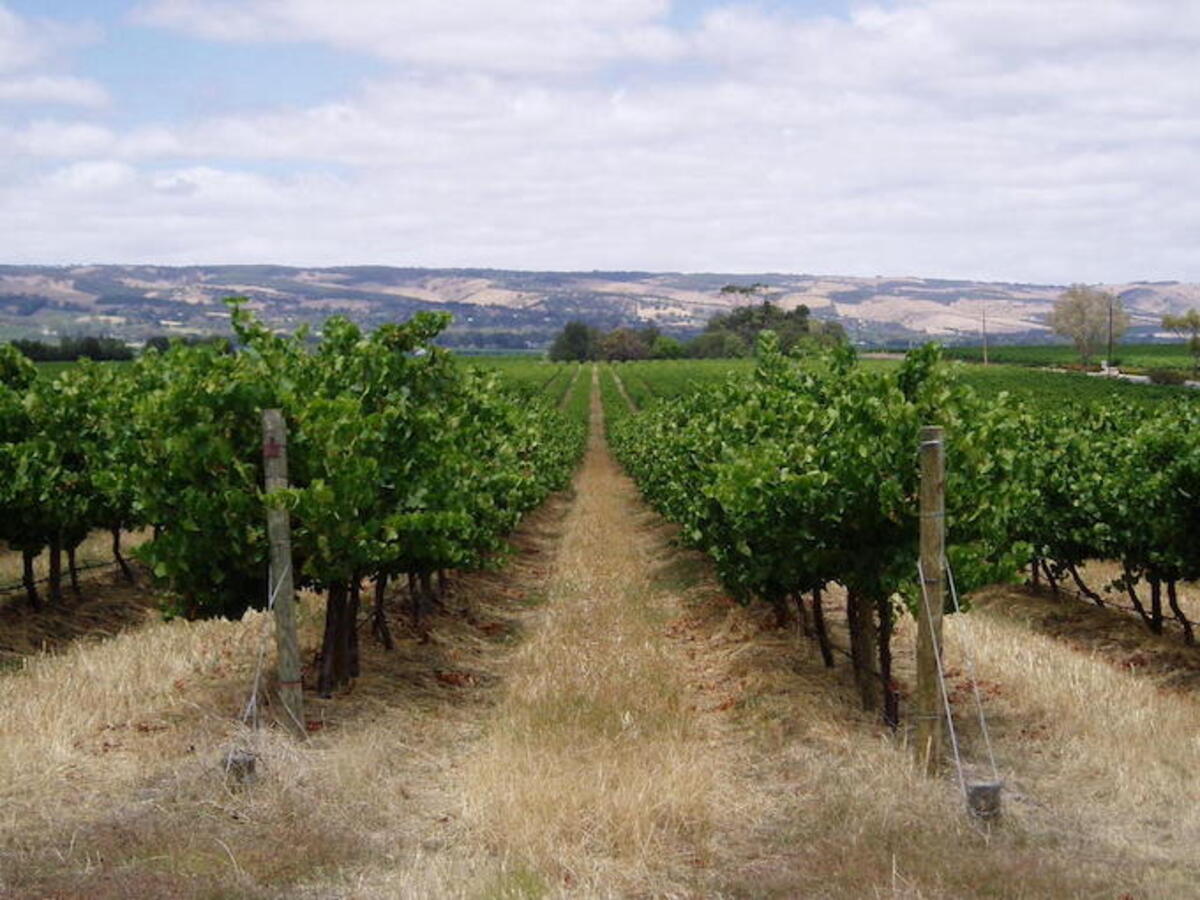 Winemaking to stop at Hardys Tintara 