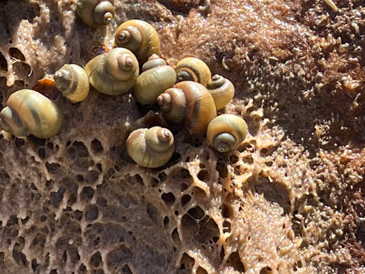 When a Teenager's Sharp Eyes Made All the Difference