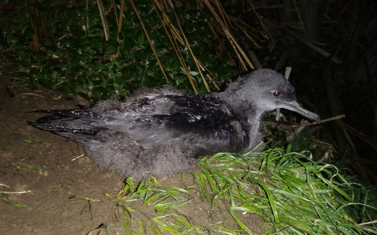 Mass netting of Sooty Shearwater by fishing trawler near Te Waewae Bay