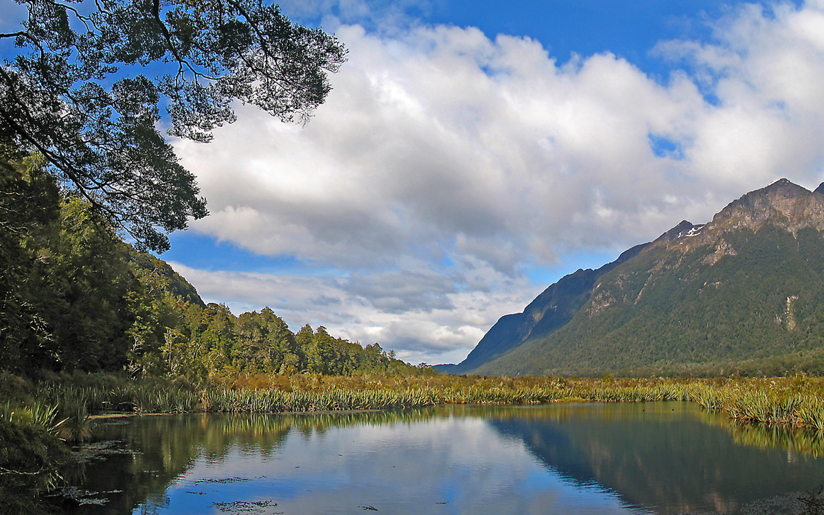 Scientists may have found a big, mysterious carbon sink in the South Island