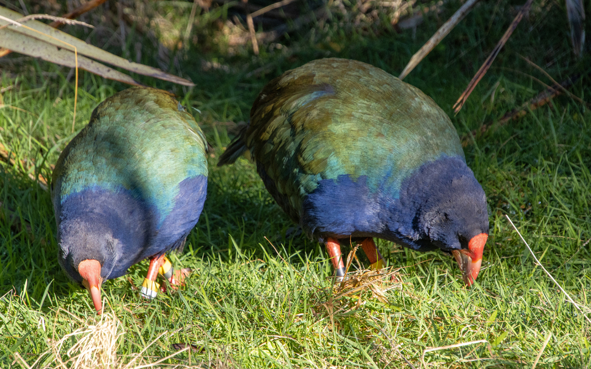 Fight on to save the popular Te Anau Bird Sanctuary