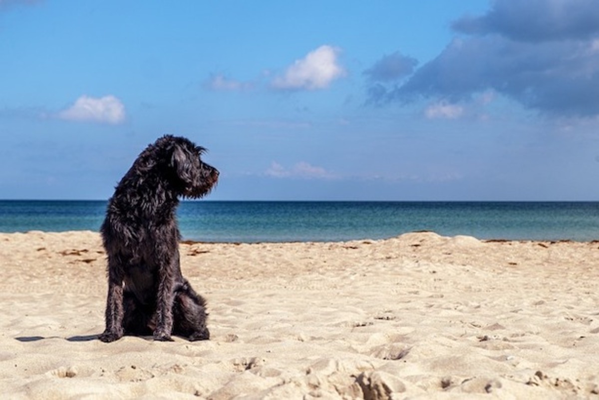 Animal welfare laws strengthened