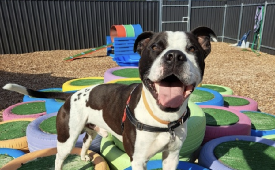 A big softie looking for a forever home