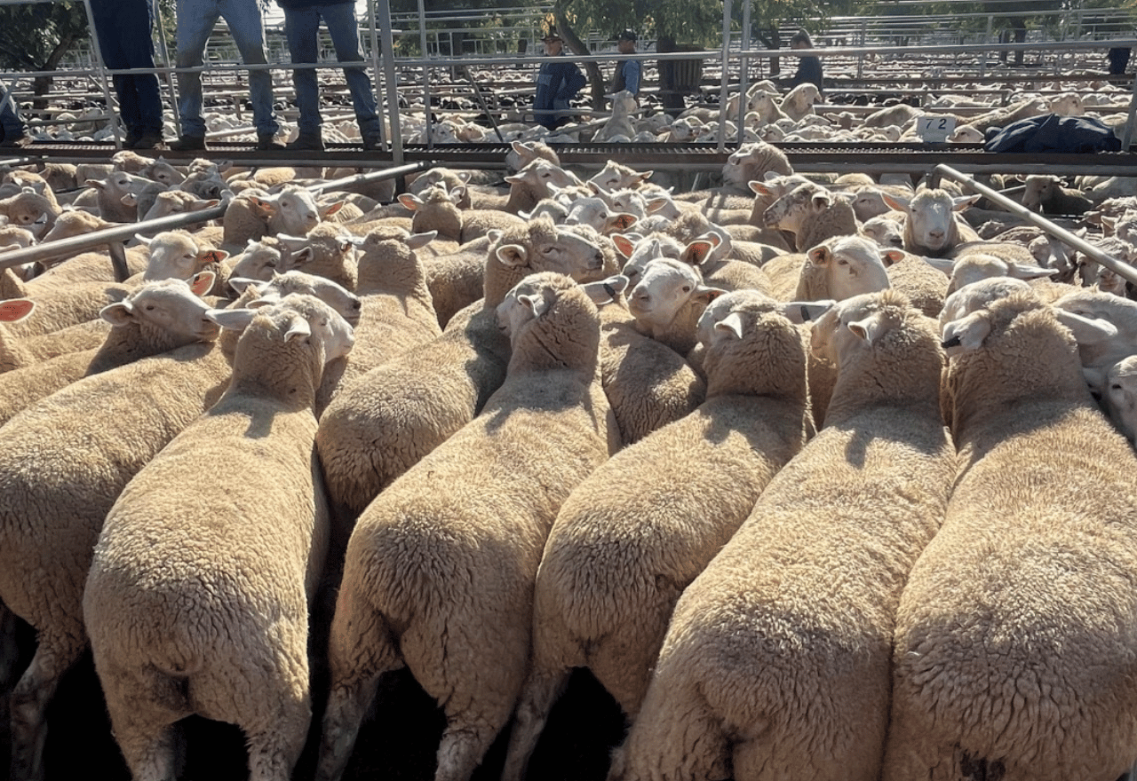 Lamb prices break records