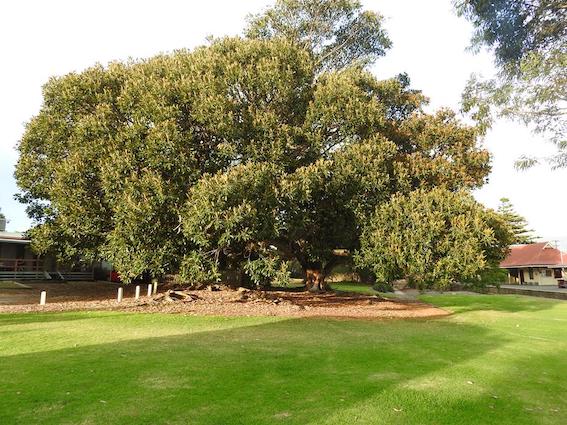 Street tree planting underway across Alexandrina