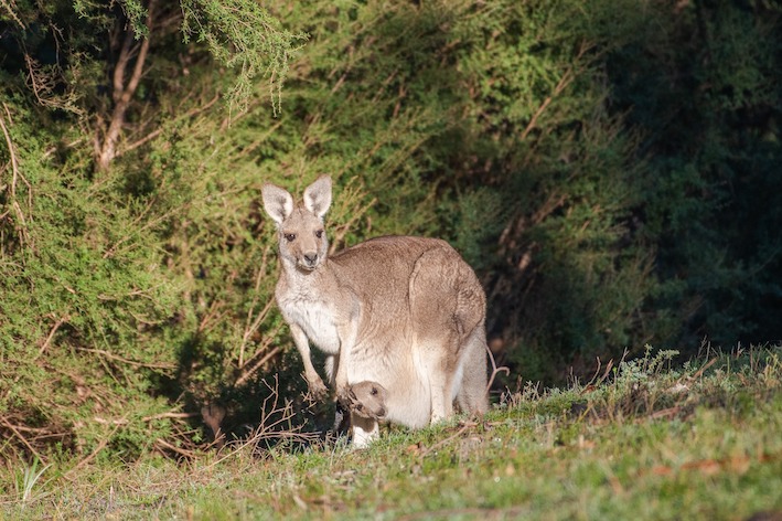 Kangaroo crashes on the rise 