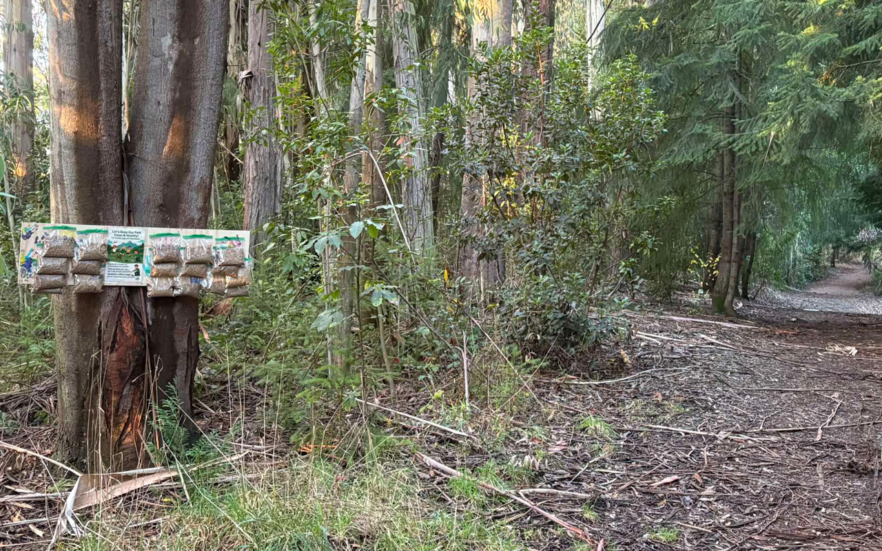 Kindergarten steps up to stop dog poo problem
