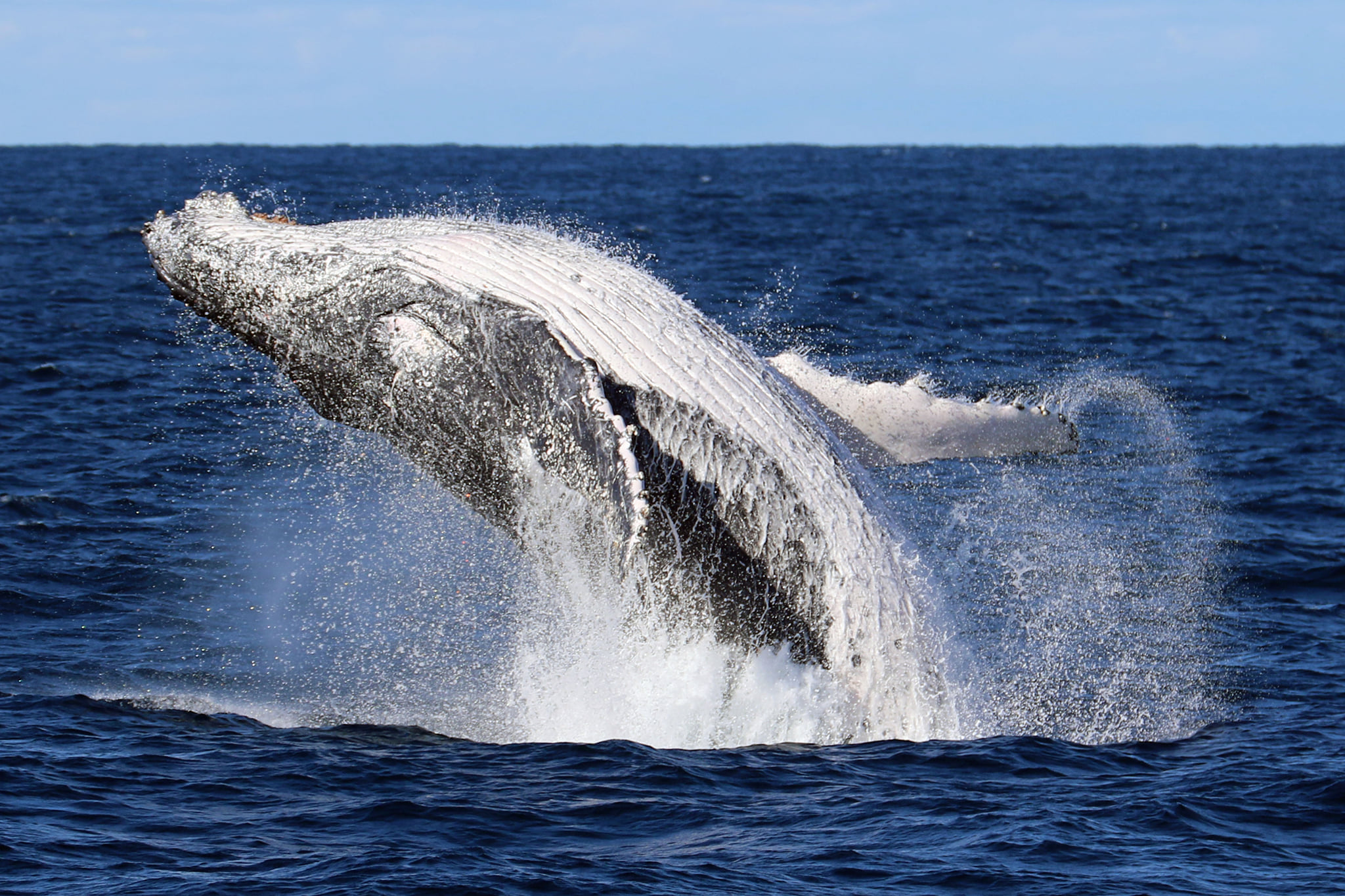 Ride the Humpback Highway to help track whale census numbers