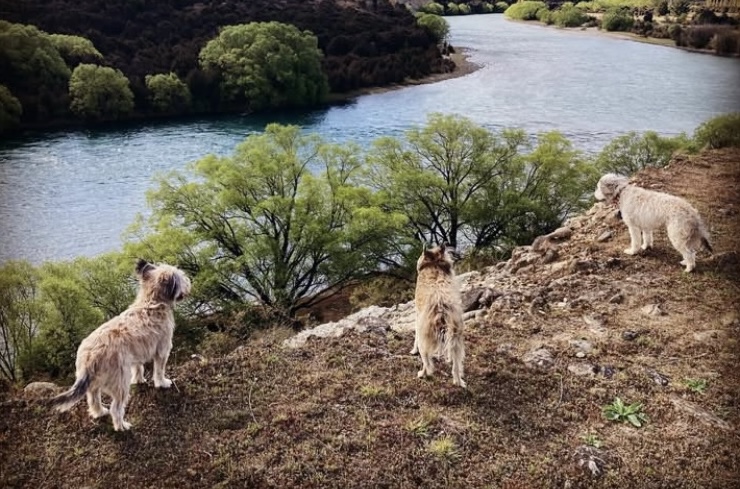 It’s a dog’s life in Queenstown Lakes