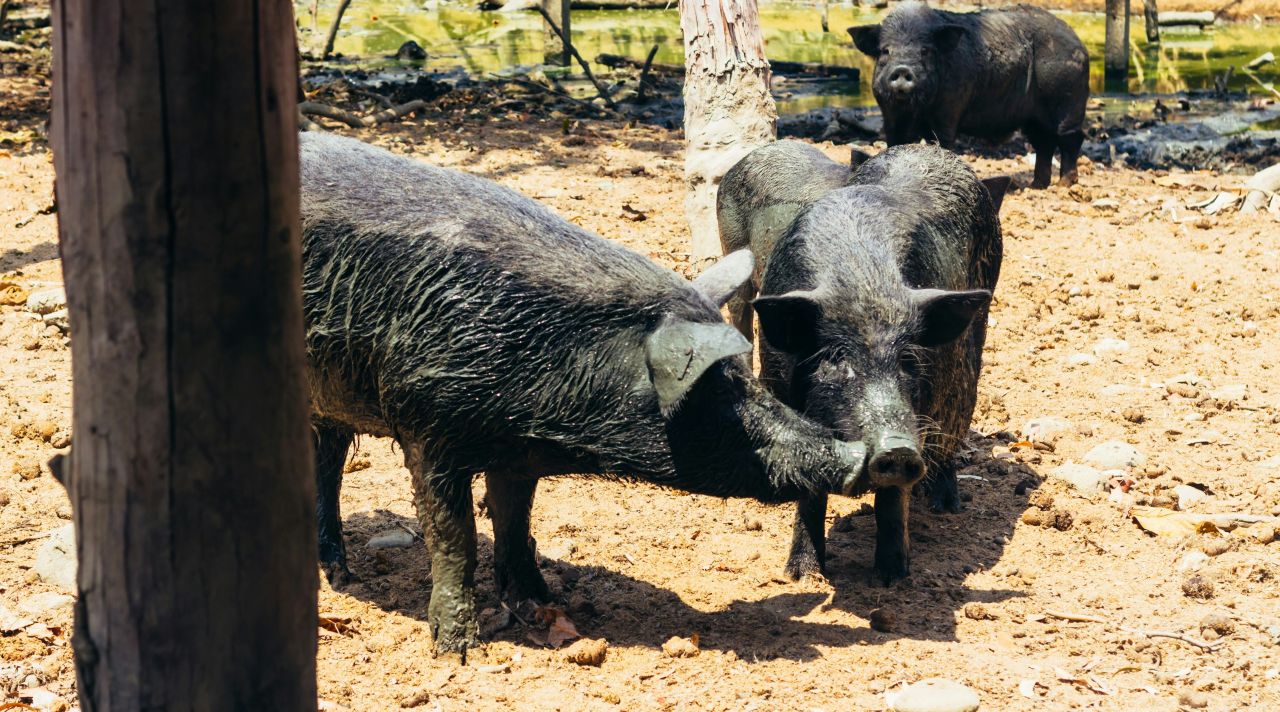 'Historic' biosecurity budget but where will it land?