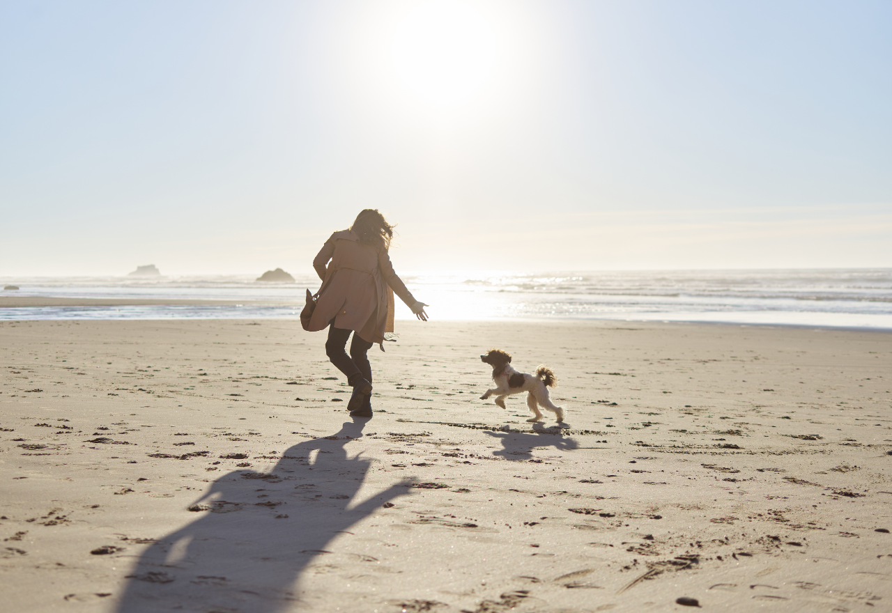 Stay of execution for proposed dog ban on forestry beach (Te Arai)