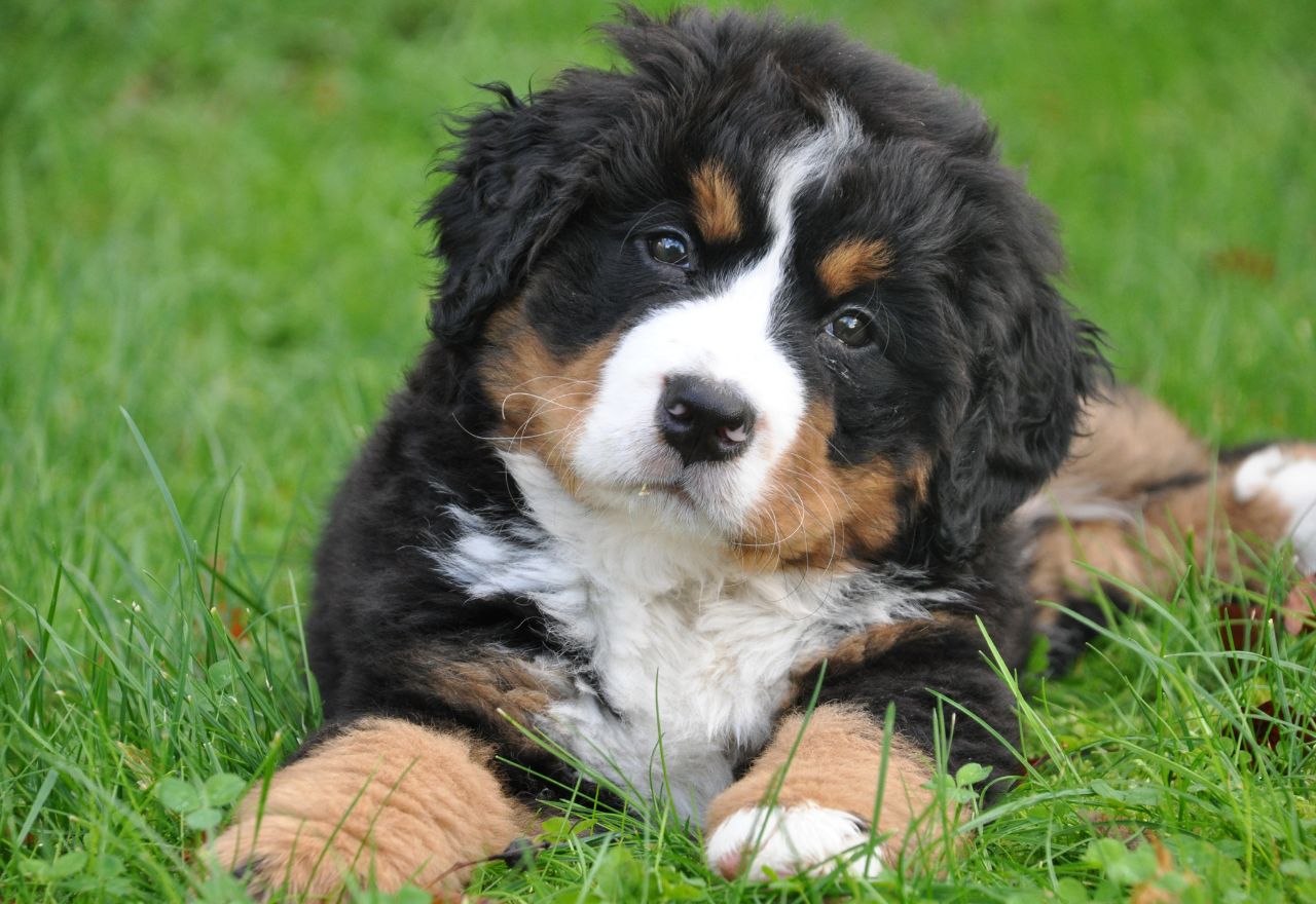 New Dog Rules Coming to Regional Parks