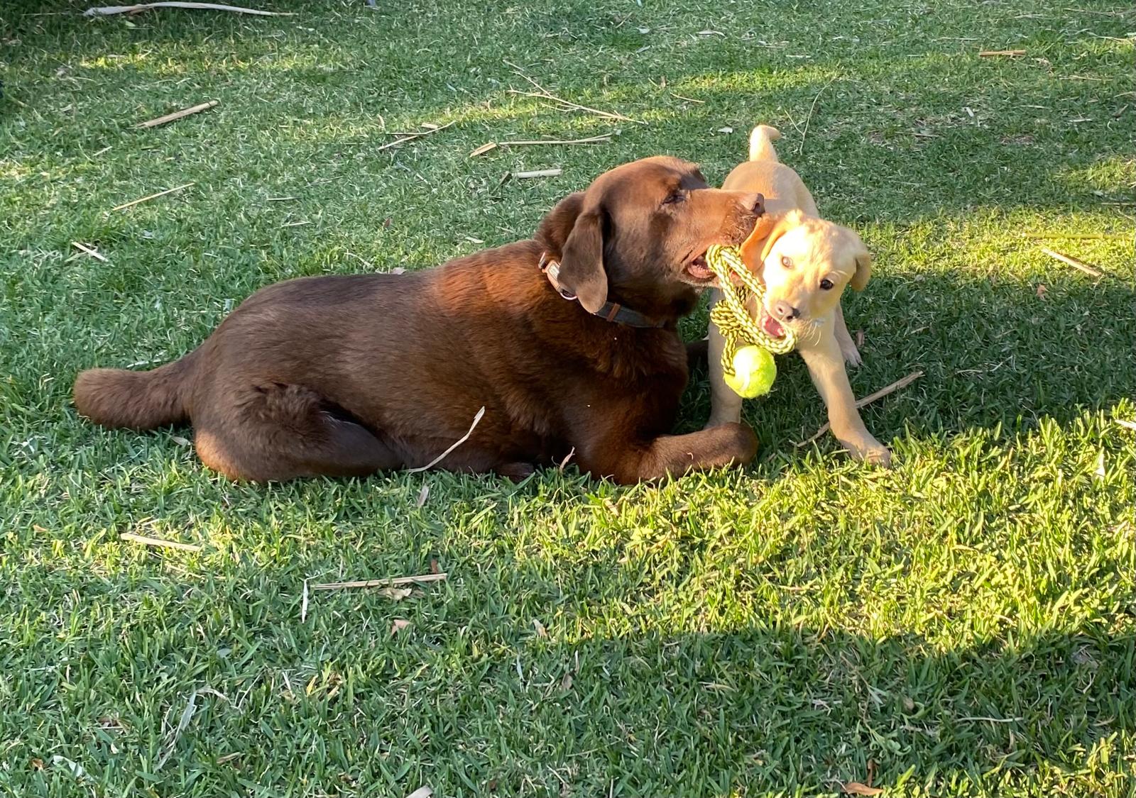 Jamberoo park changes approved as Council launches Dog Friendly Spaces Strategy   