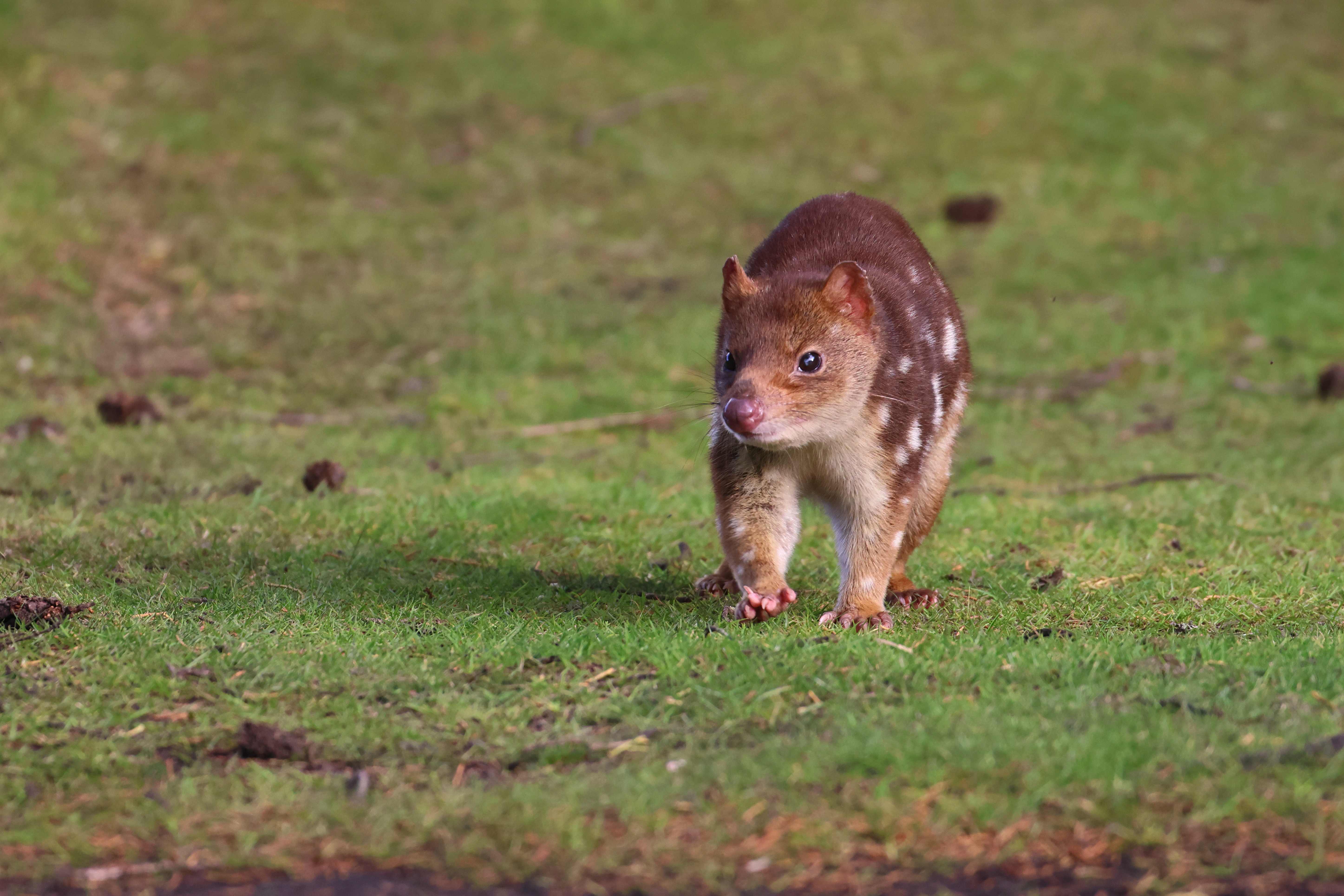 Quolls just wanna have dens: How landholders can help vulnerable species