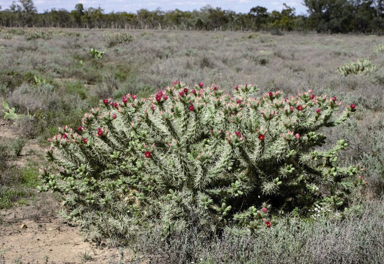 Opal reserve funded to tackle destructive cactus