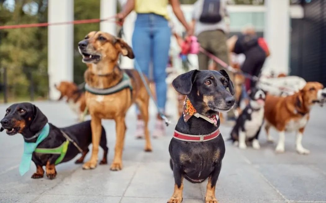 What you need to know about Auckland's new dog rules