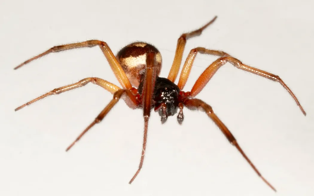 New venomous spider makes New Zealand home