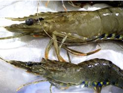 $1.3 million to extend income and other support for prawn fishers affected by White Spot