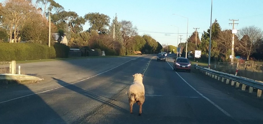 Wandering animals posing hazards on the roads