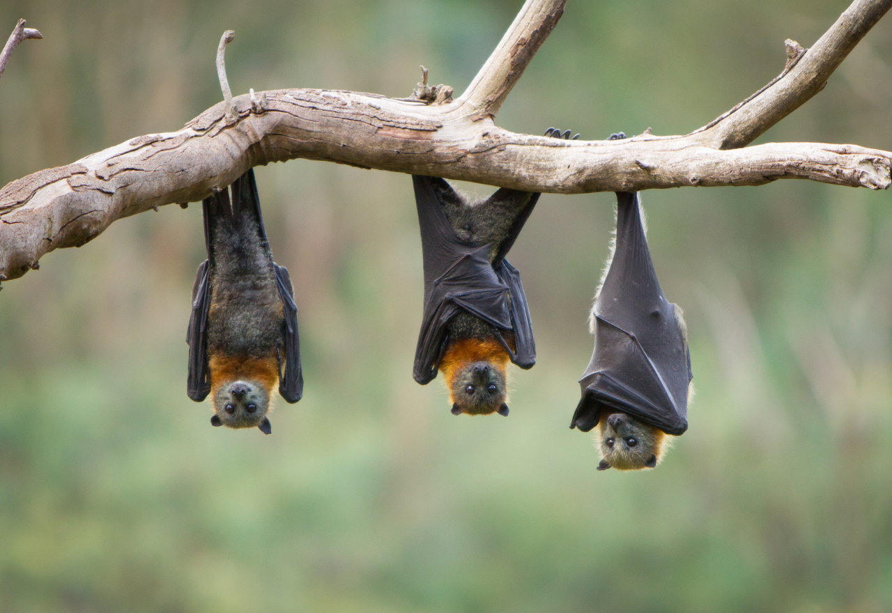 Northern NSW man dies of lyssavirus after being bitten by a bat