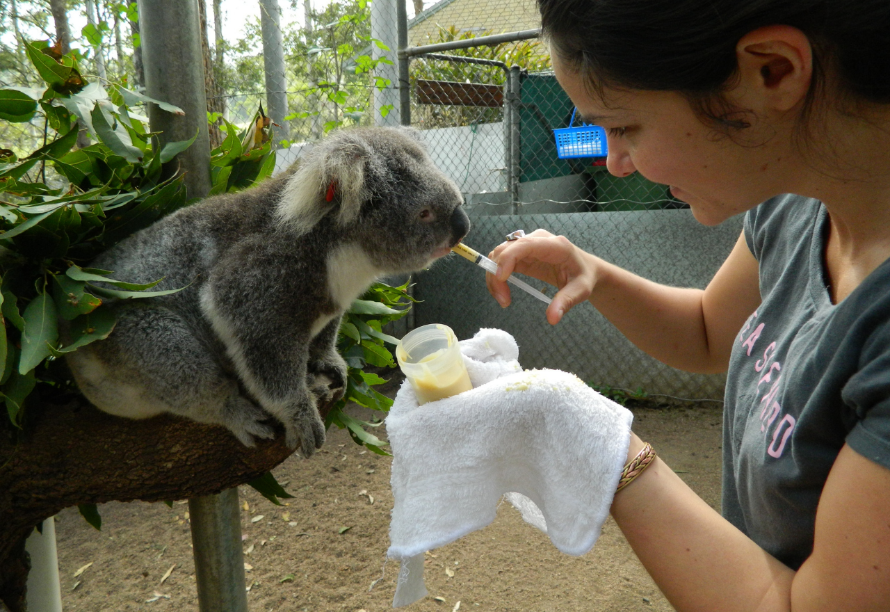 Friends Of The Koala are calling on the community for help in breeding season