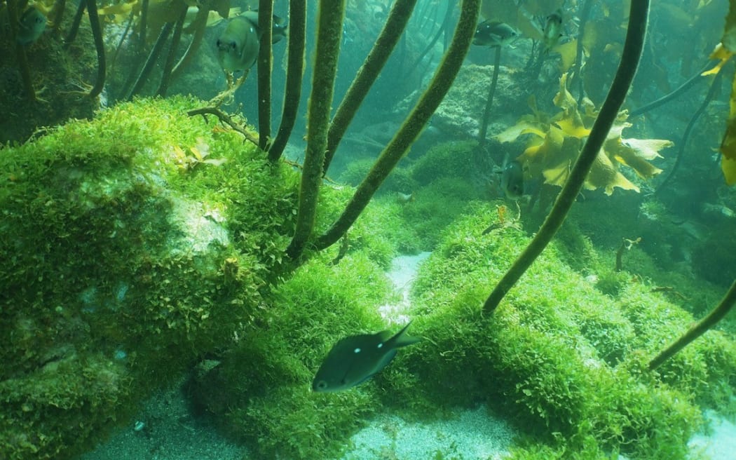 Ban on anchoring at Hauturu Little Barrier Island