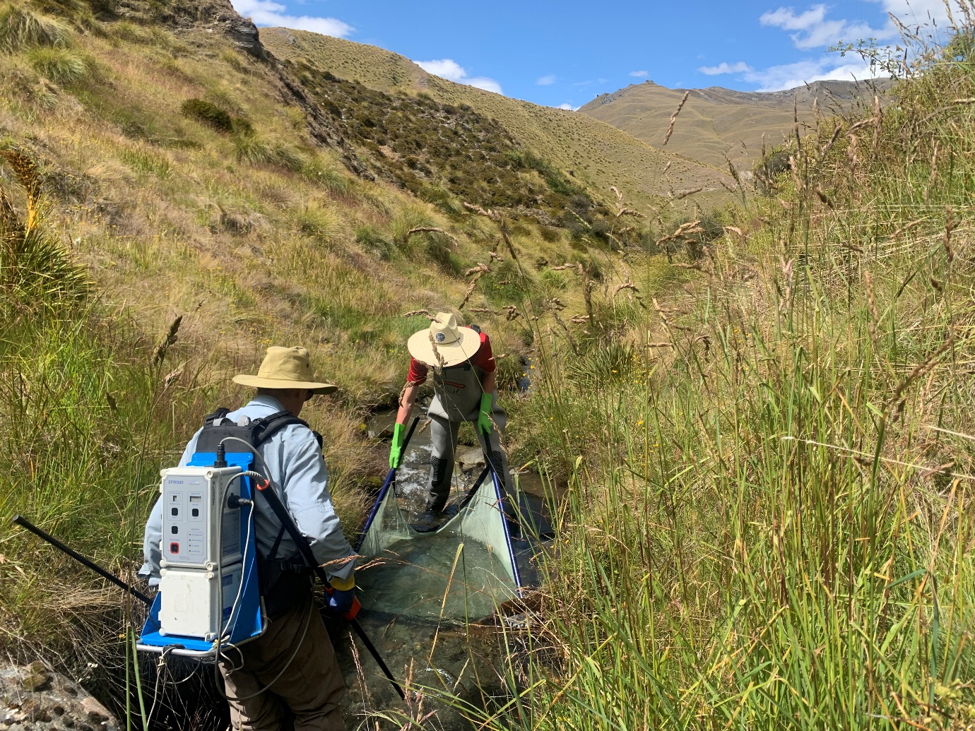 Rare native fish discovery in Cardrona