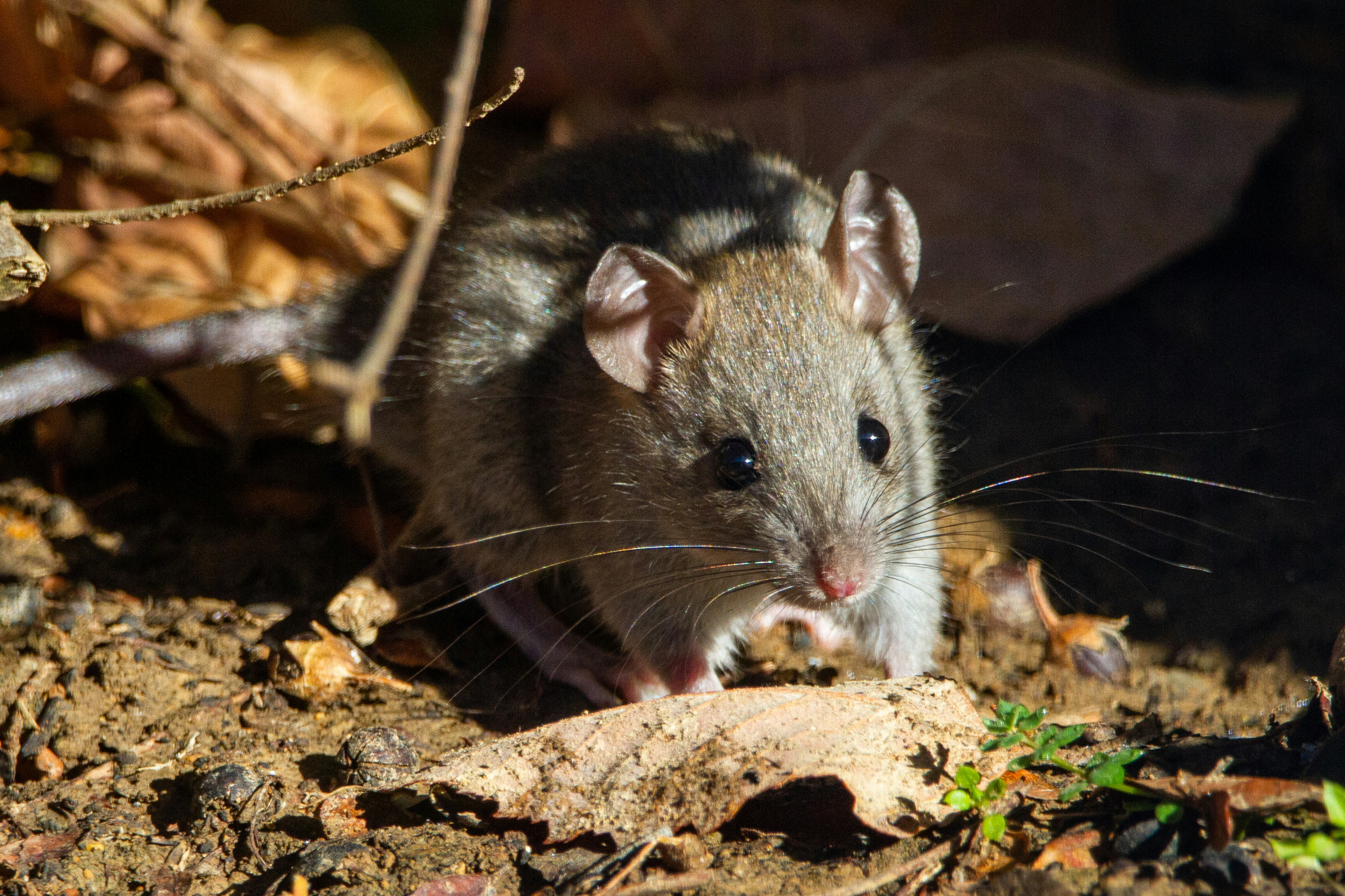 Ministers quizzed over bottom trawling, freshwater, axing Predator Free 2050