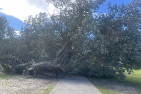 Old Cottonwood tree in Railway Park falls victim to intense winds